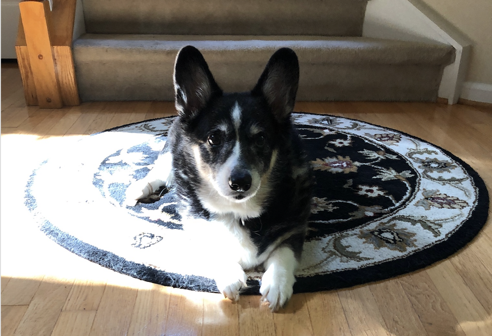 To The Family That Just Lost Their Beloved Puppy