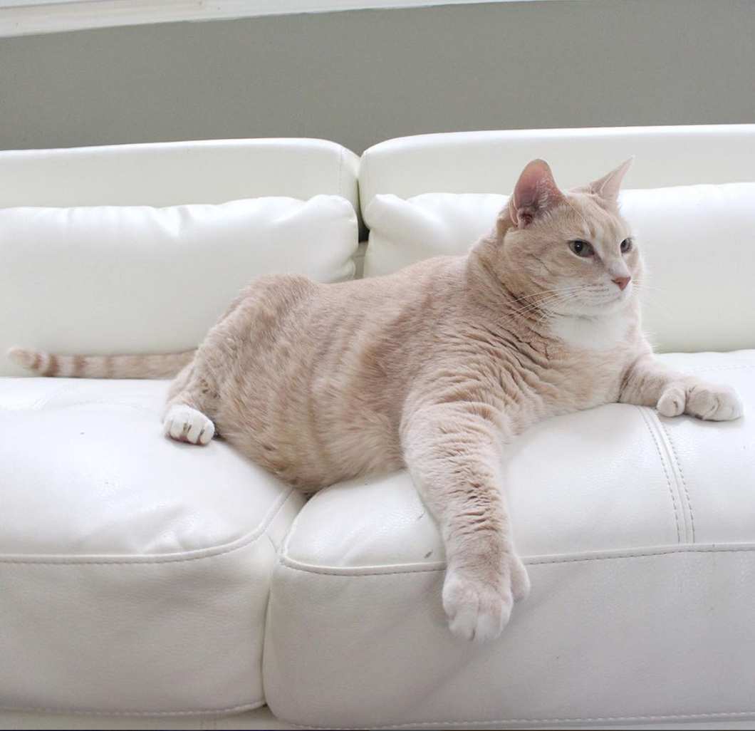 Everyone Should Be Paying Attention To Bronson, The Internet-Famous Fat Cat