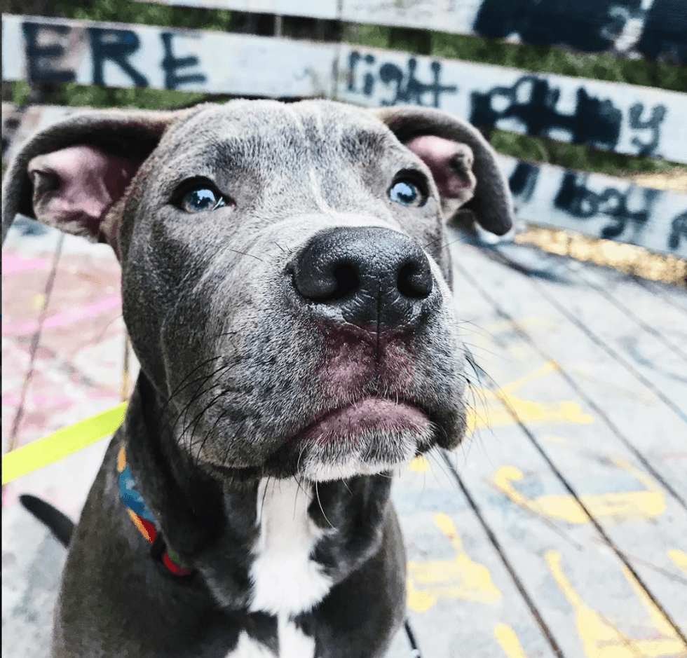 Thinking Of Adopting A Pet? You'll Gain A Best Friend.