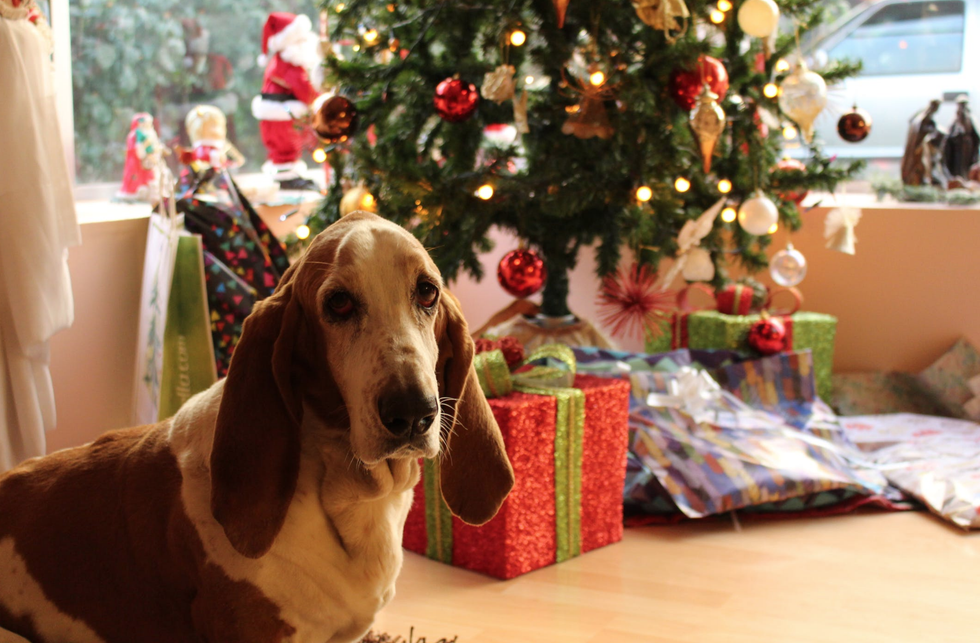 12 Gift Ideas For The Animal Lover In Your Life