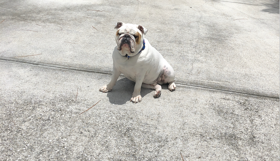 6 Reasons Everyone Needs An English Bulldog In Their Life