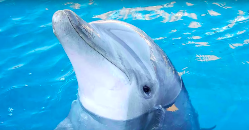 The Increase Of Dolphins In The Chesapeake Should Inspire Us To Preserve And Protect