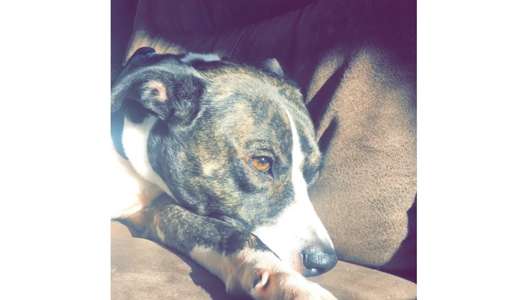 Why You Should Adopt Instead Of Shop This Holiday Season