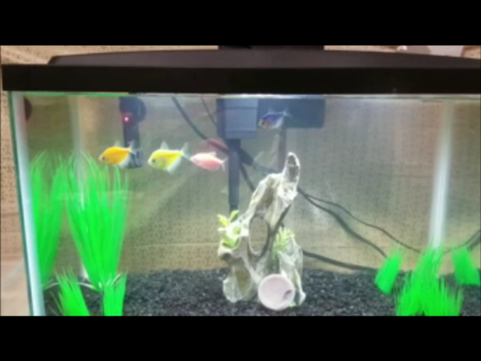 Fishie Bois Post Break Update