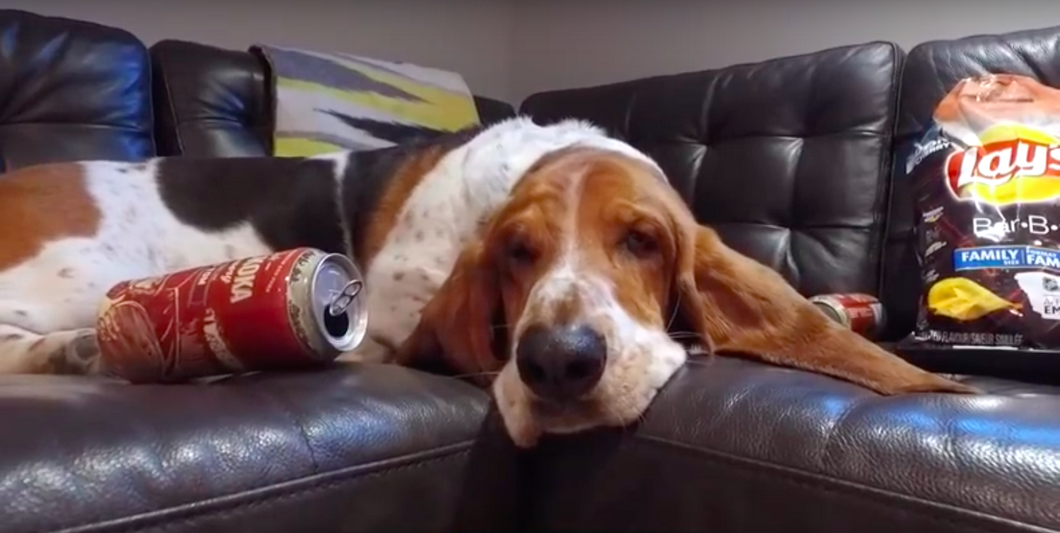 10 Reasons Bassett Hounds Are The Best