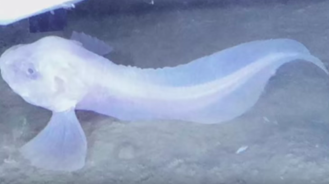 This New Species Discovery Helped Scientist Understand More About Our Oceans Marine Life