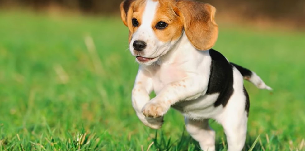 Just Another Reason To Adopt Not Shop