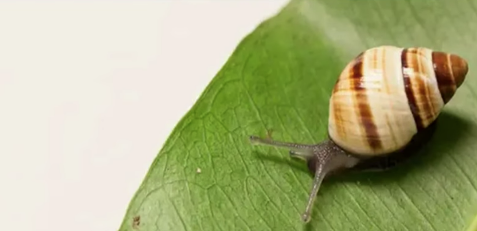 Don't Let Lonely George Die In Vain