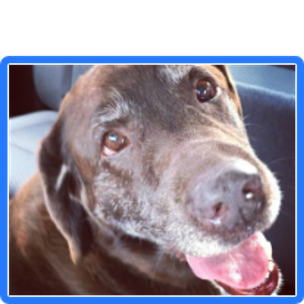 A Goodbye Letter To My Best Friend