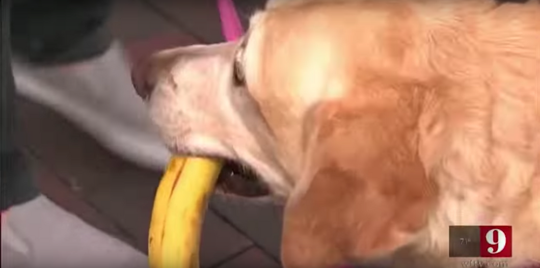 8 Short And Sweet Animal Videos That’ll Make Your Day