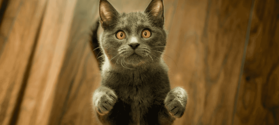 The Secret Life Of My 8 Pets