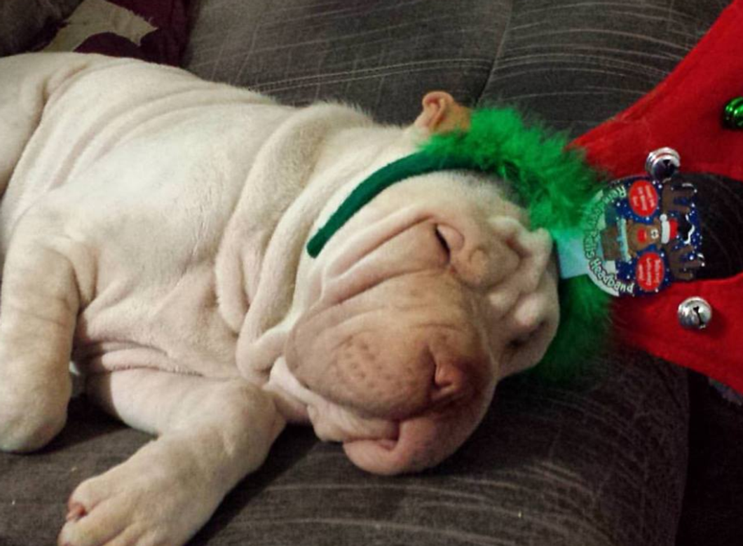 Destress During Midterms With 7 Of The Cutest Dog Accounts On Instagram