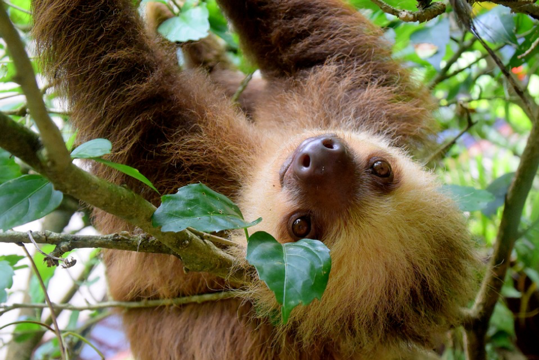 5 Helpful Lessons Sloths Have Taught Me That Guide My Everyday Life