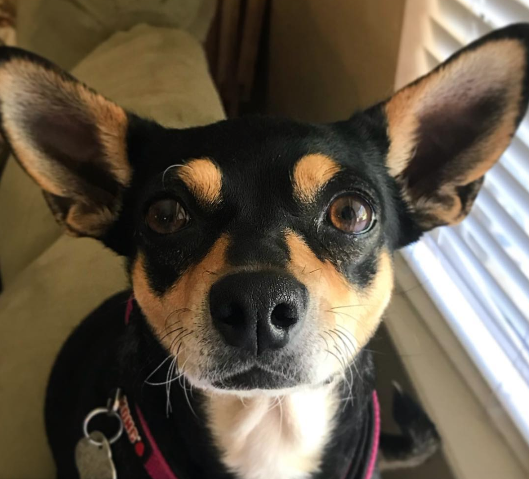 To My Rescue Dog, Thank You For Teaching Me A Lesson In Unconditional Love And Strength