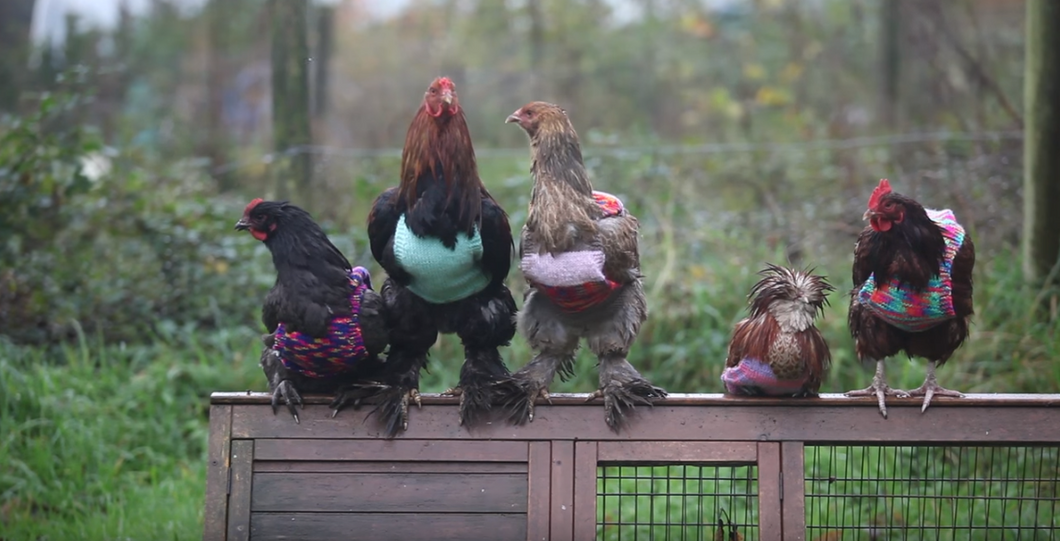 Forget Cats And Dogs, Chickens Are The Perfect Pet And There Are Endless Reasons Why