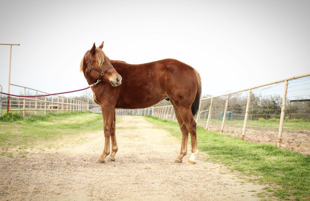 Working With Yearlings Can Be Tough, But Here Is What I've Learned