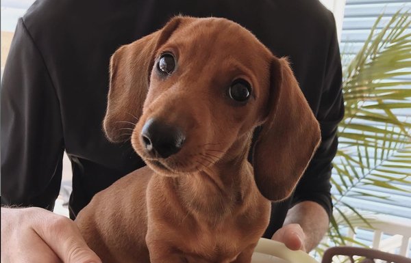 9 Dog Breeds You Should Consider For Your Fur Baby