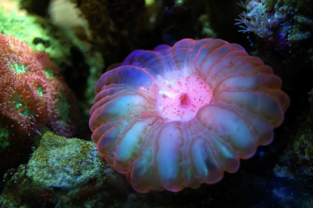 Instead Of Expanding Our Exploration Of Space, We Should Be Going Deeper Into The Ocean