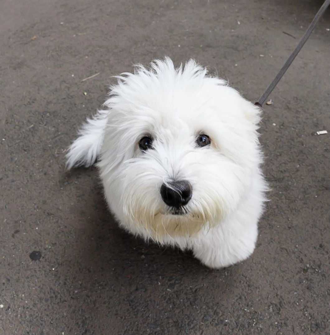 Just 11 Cute Dogs Who Want To Help You Get Through The Week