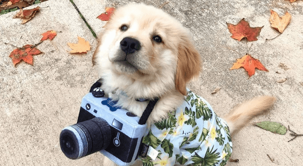11 Halloween Couple Costumes For Girls Who Are Single AF But Have A Dog