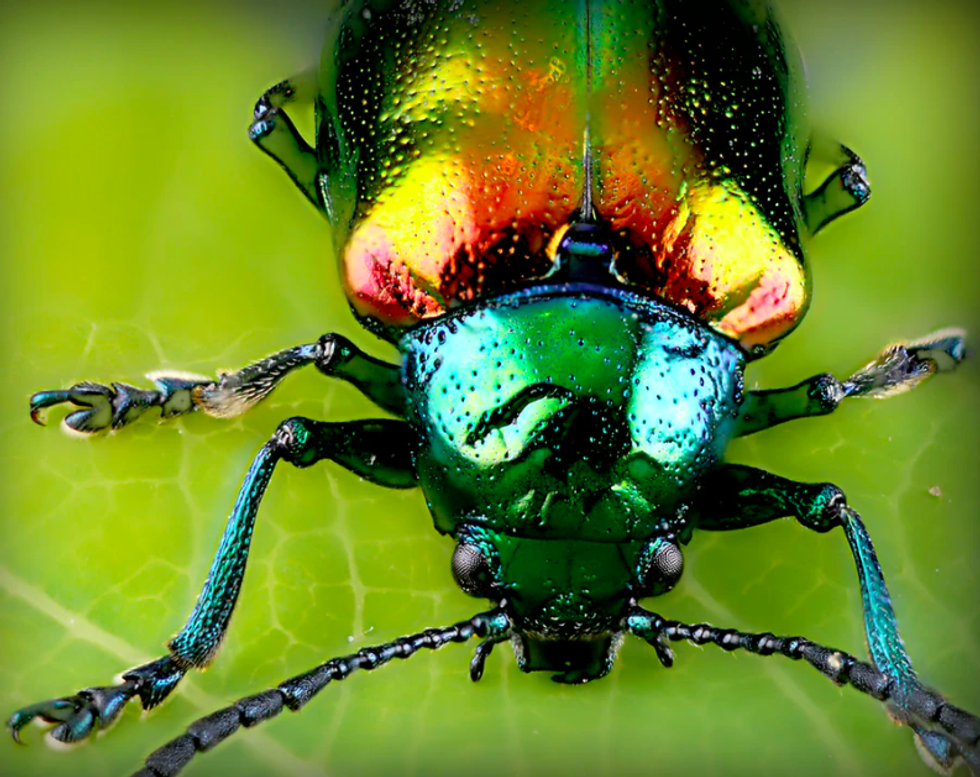 The Time a Bug Ate My Eardrum