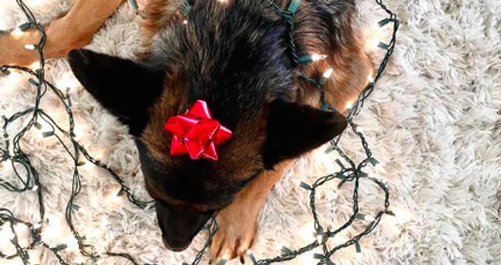 Decorating Early For Christmas Actually Makes You Happier, It's Just Science