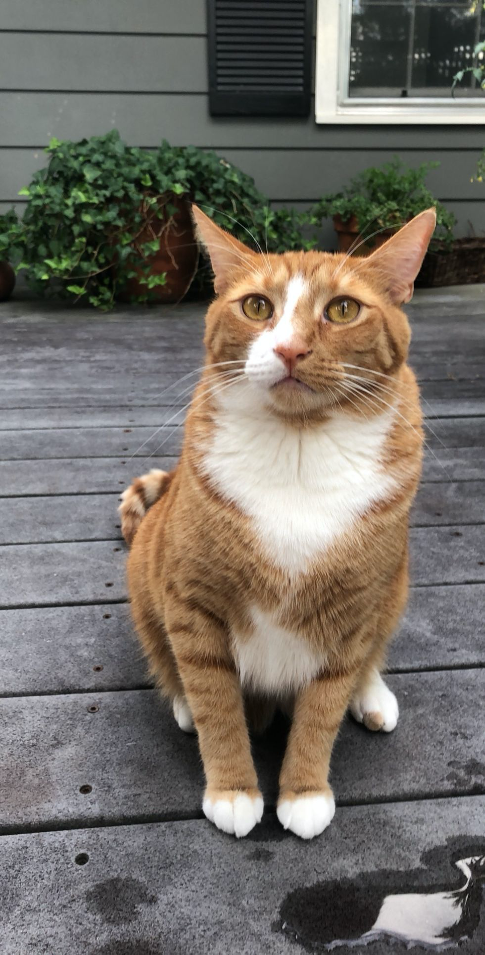 My Cat is My Best Friend