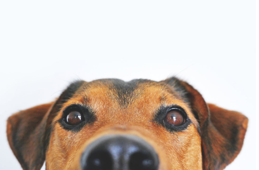 Which Dog Breed You Should Adopt Based On Your Zodiac Sign