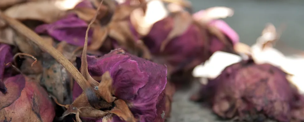 If College Majors Were Flowers