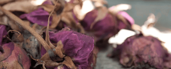 If College Majors Were Flowers