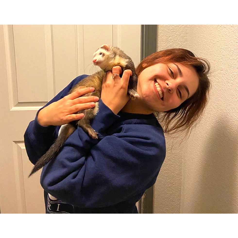 Owning A Ferret Is The Best But Like Any Pet, There Are Pros And Cons And Here They Are