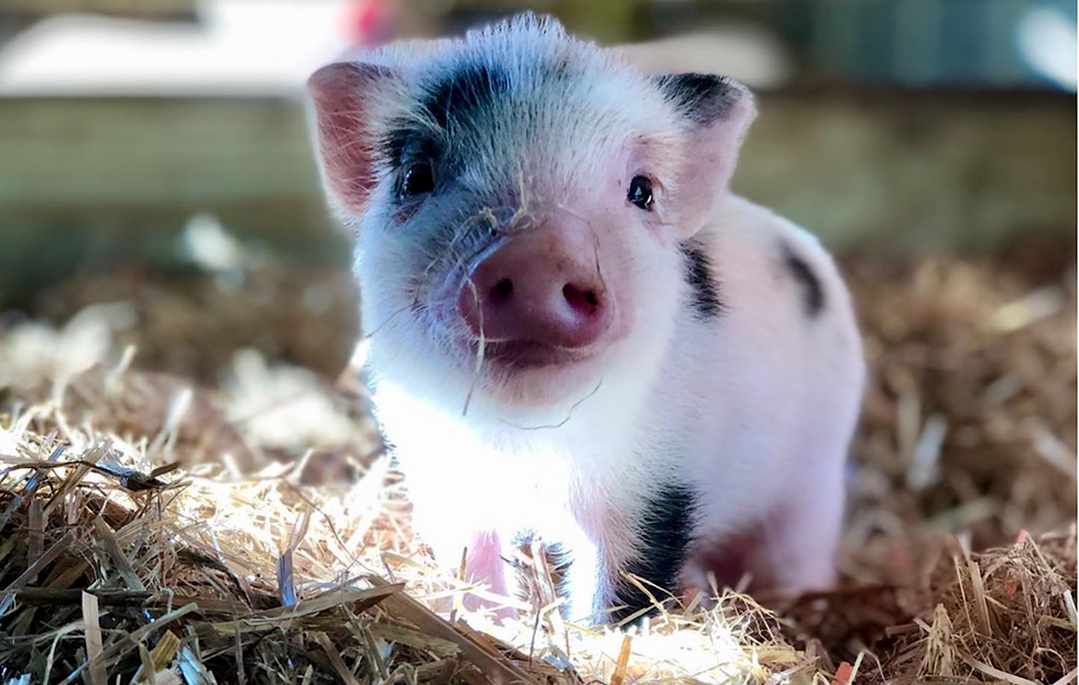 A South Carolina Sanctuary Is Looking For ‘Piggy Cuddlers,’ And We CAN'T Stop Squealing