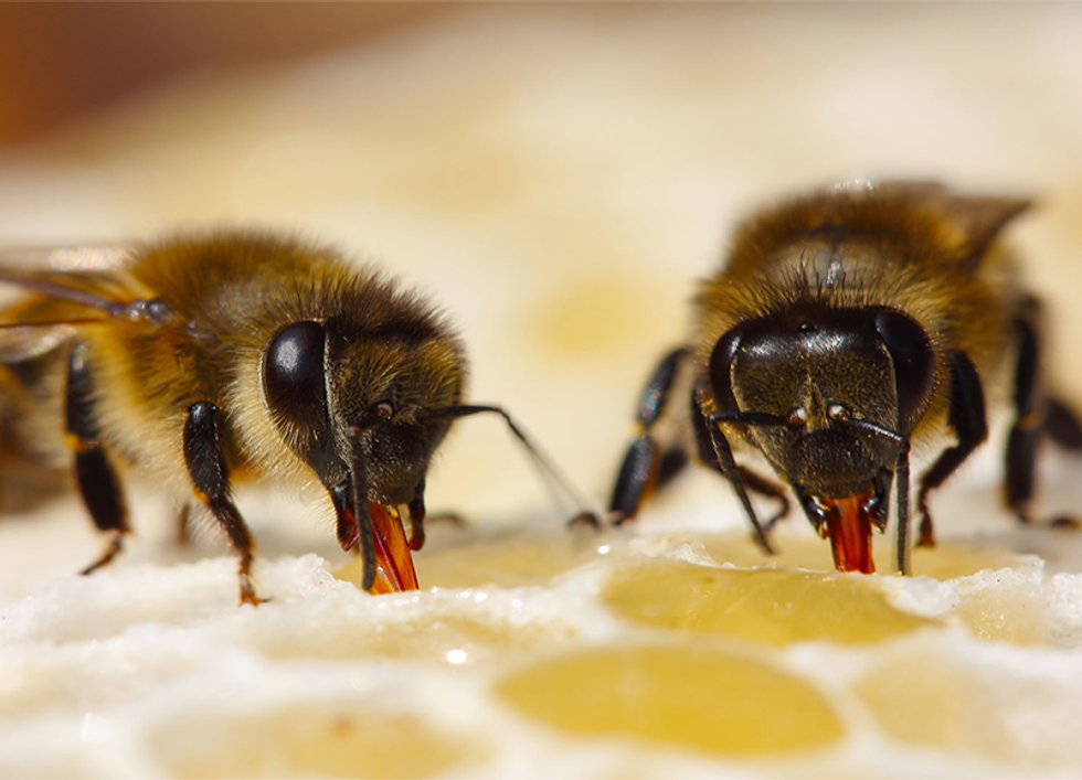 Why Honeybees are so Important