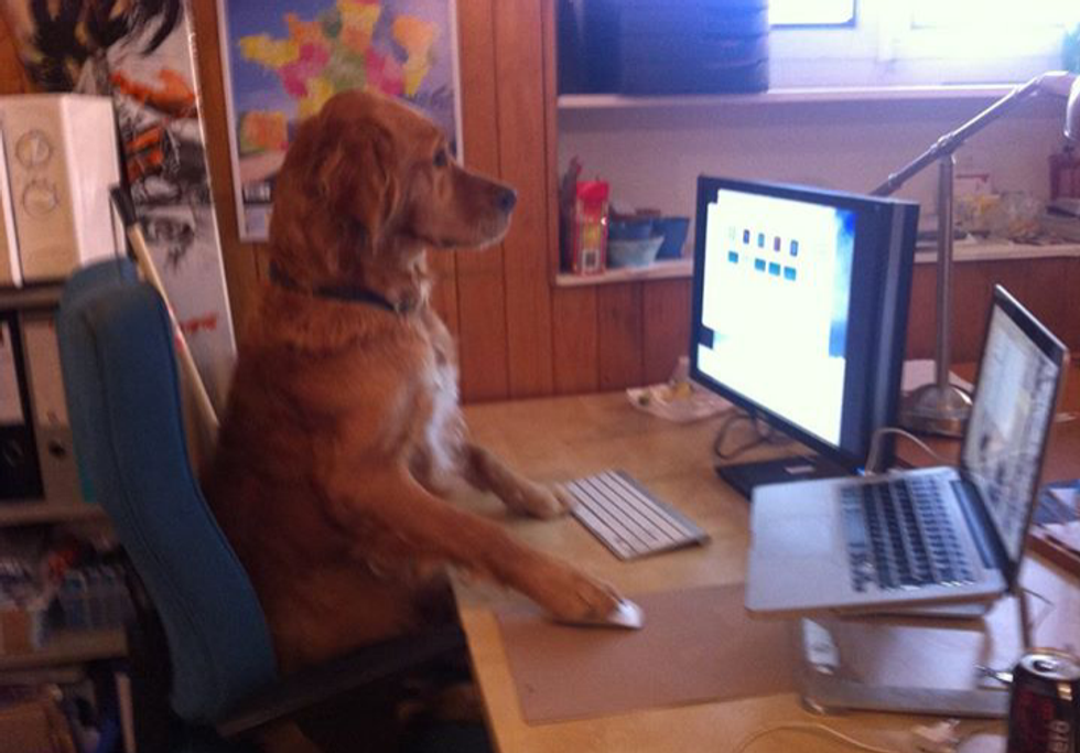 10 Ways to Enjoy Social Distancing as Told by Dogs