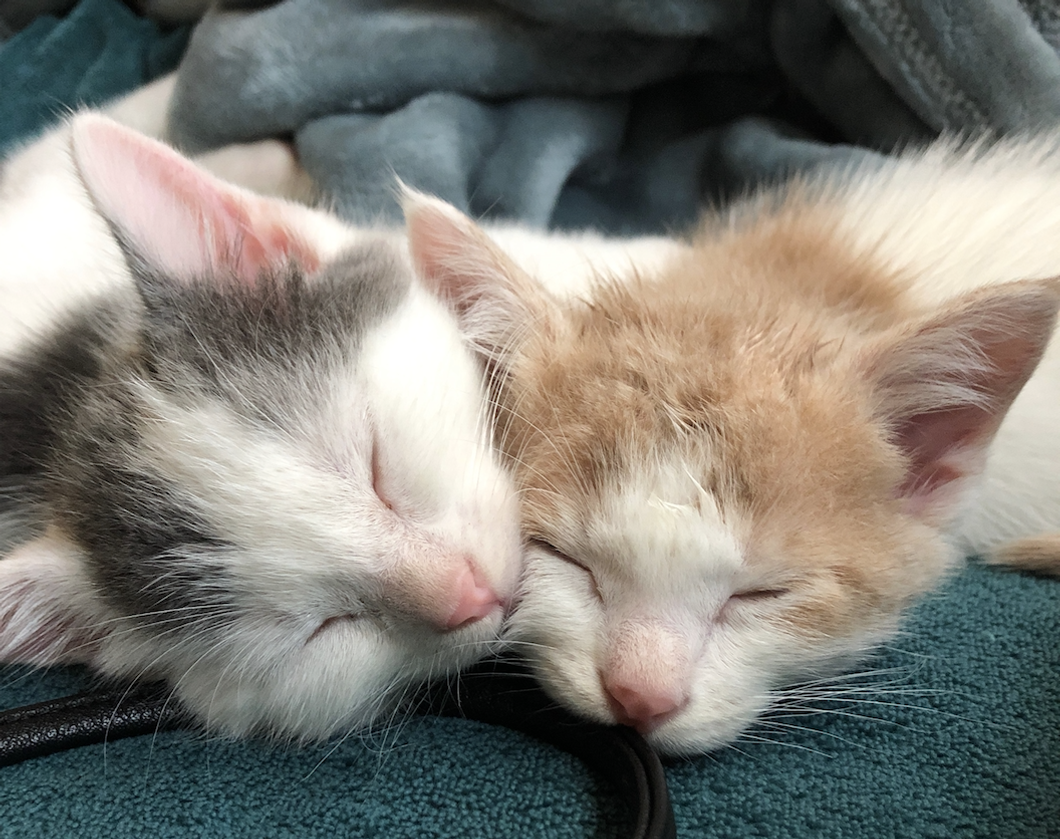 The "Stay-At-Home" Order, As Told By My Cat