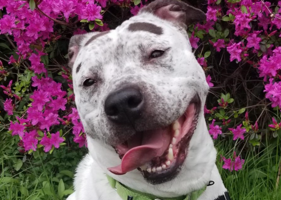 Pittsburgh Pups, Cool Cats & Kittens In Need Of A Home