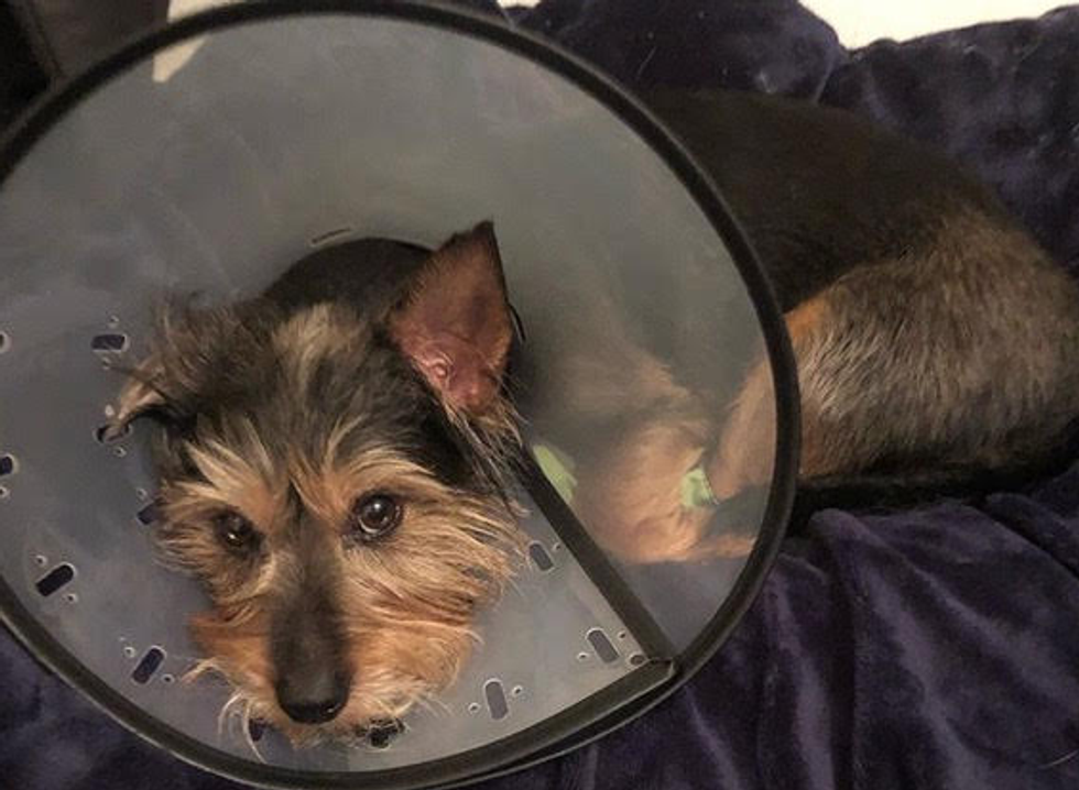 Meet My Dog: Leo, A Yorkshire Terrier Who Lives in Florida