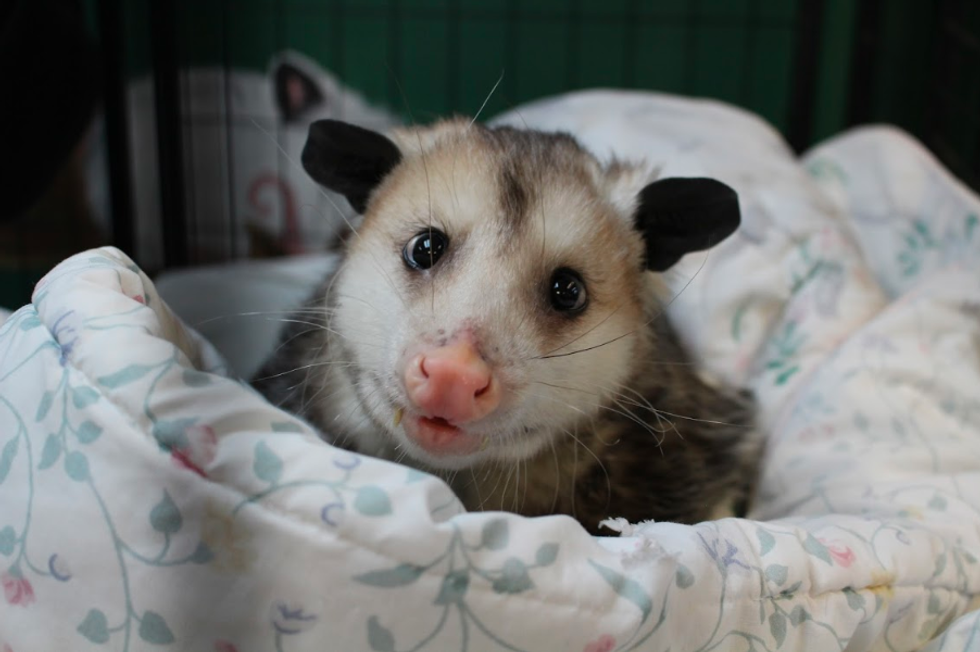 How To Save A Wild Life