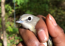 "Nature is For Everyone": Black Birders Week Celebrates Black Naturalists