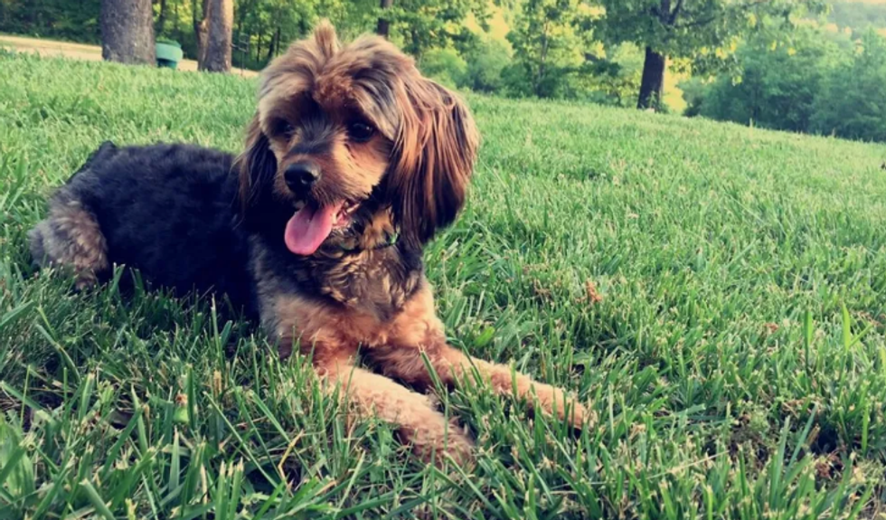 Meet My Yorkie/Cocker Spaniel Mix Jules From Lake Of The Ozarks