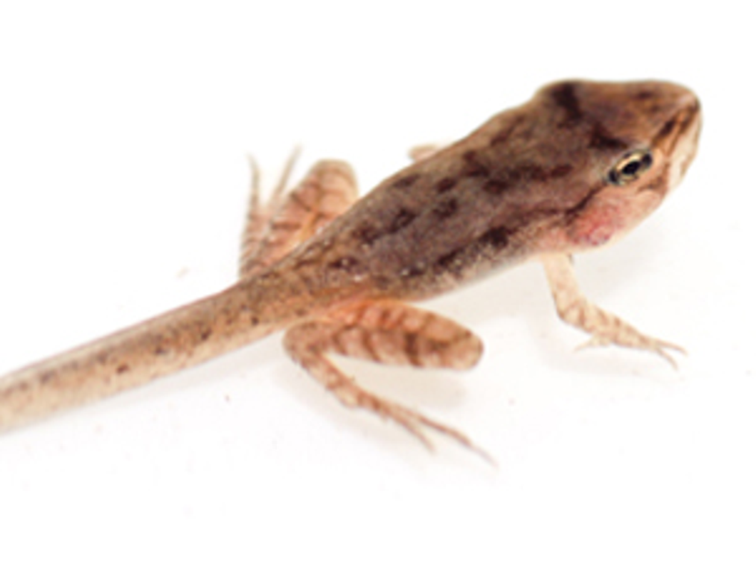 What I Learned From Raising Tadpoles