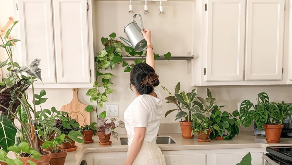 5 Reasons You Need House Plants In Your Life ASAP