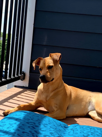 Meet My Dog: Ruby Who Lives In Columbus, OH