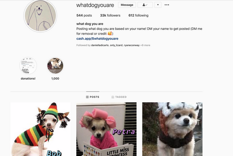 This Dog Instagram Will Make Your Day