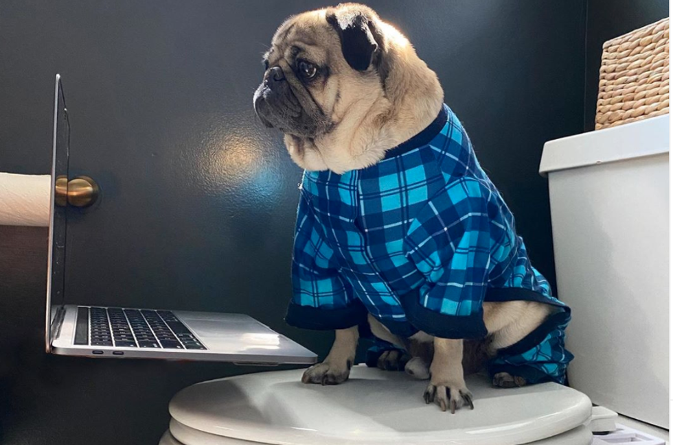 5 Adorable Pet Websites Every Dog Lover Will IMMEDIATELY Add To Their List Of Bookmarked Sites