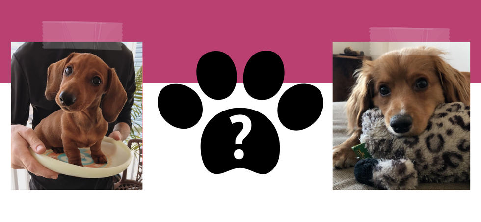 Odyssey Template: Create A Pet Profile To Show Off Your Furry BFF