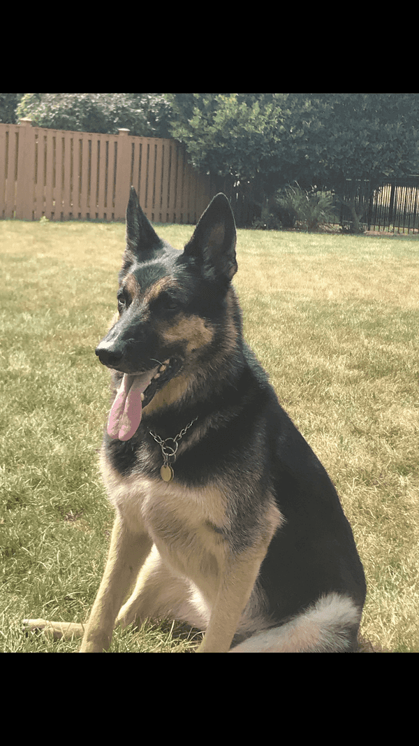 Separation Anxiety in Pets