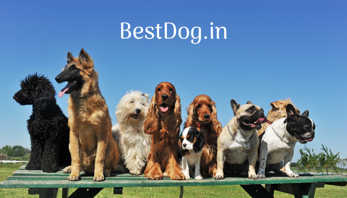 Best Dog Breeds In India With Price