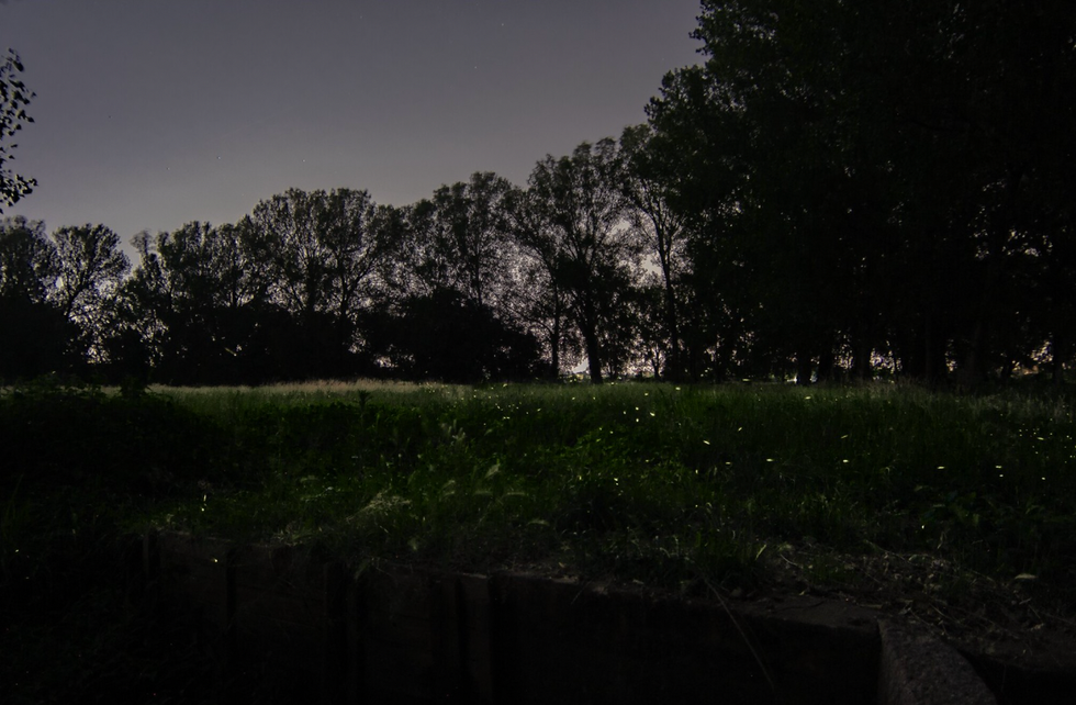 Fireflies On College Green
