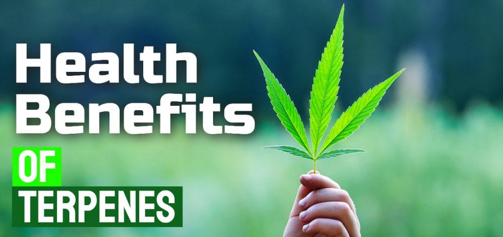Health Benefits Of Terpenes You Should Know